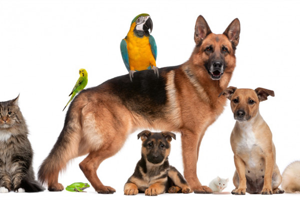 Veterinarji
